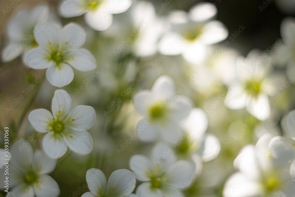 Fototapeta premium white flowers in spring
