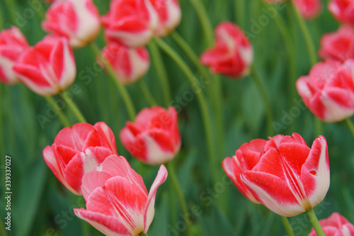 Beautiful spring pink tulips in the city public park. Concepts of the beauty of nature. Suitable for posters  greetings cards  banners  postcards  templates.