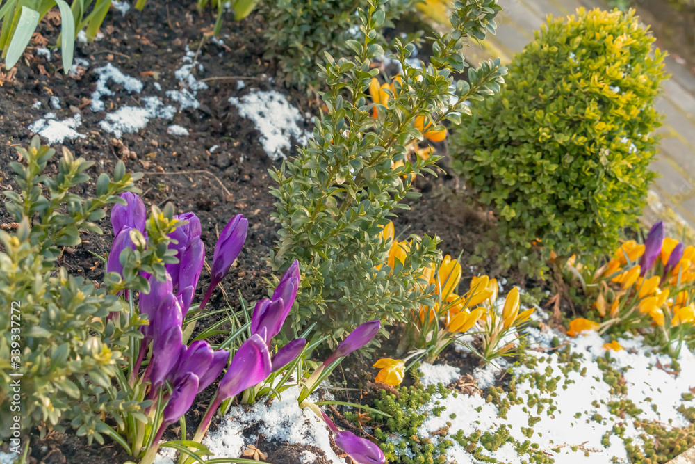 Obraz premium yellow and purple crocuses growing on the ground in early spring. First spring flowers blooming in garden. Spring meadow full of violet and yellow crocuses, Bunch of crocuses. Yellow crocus blossom