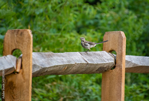 Mocking Bird on fence on Riverwalk Boardwalk in Roswell Georgia.