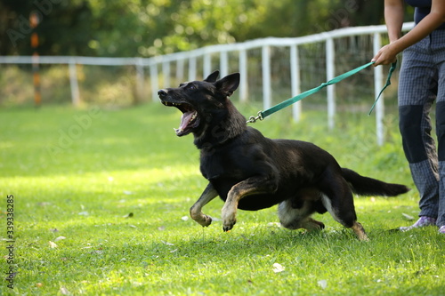 black dog German Shepherd barking and showing teeth