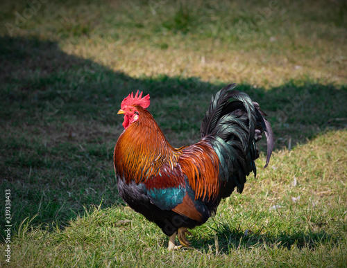brown-red Marans rooster with beautiful feathers stands on a green meadow, side view, rooster looks to the left, in the sunset, by day