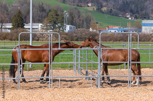 two beautiful brown-red horses, standing in a metal grid box and touching each other with their heads, wide angle view, by day