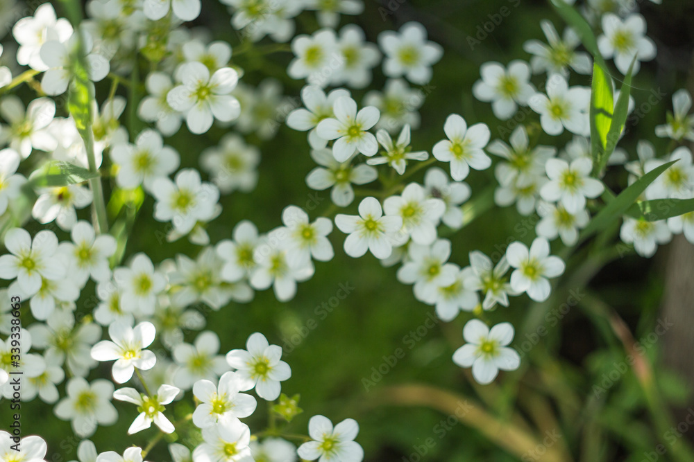 spring white flowers