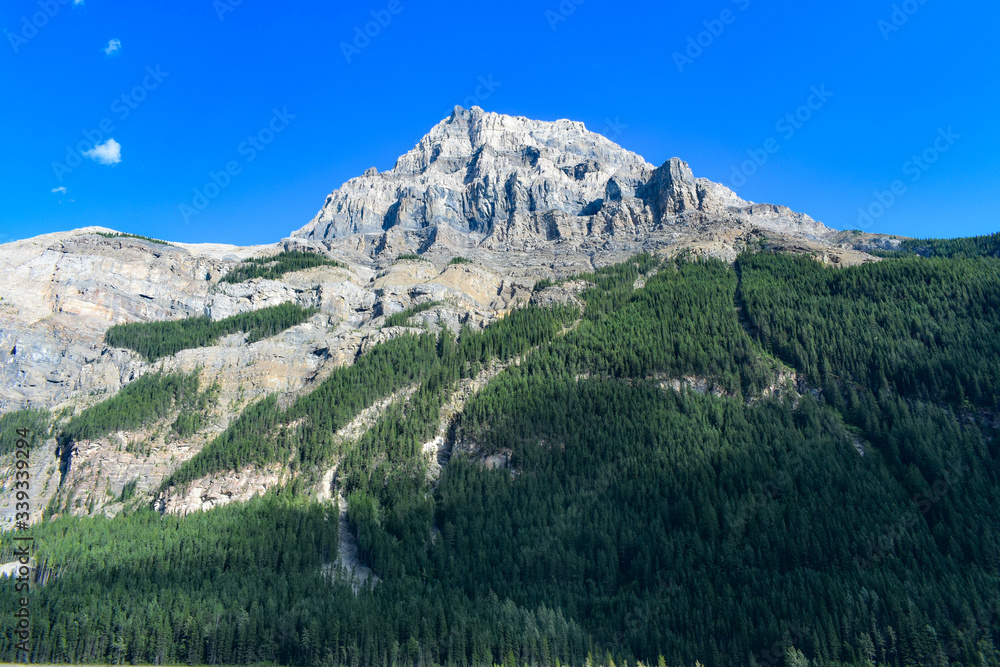mountain landscape with snow covered trees