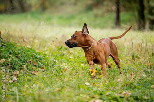brown dog Rhodesian Ridgeback run and have fun in high green grass