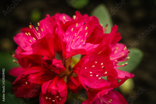 red rhododendron