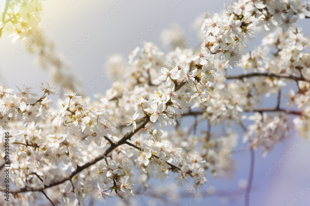 Closeup of branches of apple tree in blossom in the garden in spring. Shallow depth of field. Closeup of branches of apple tree in blossom in the garden in spring. Shallow depth of field.