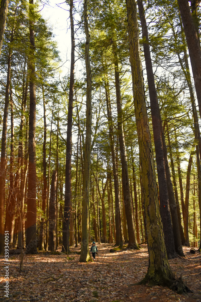 Fototapeta premium autumn in the woods