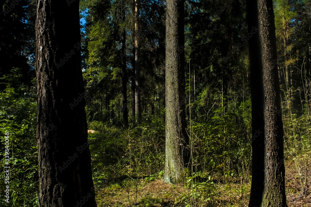 Fototapeta premium the shadow falls beautifully on the trees