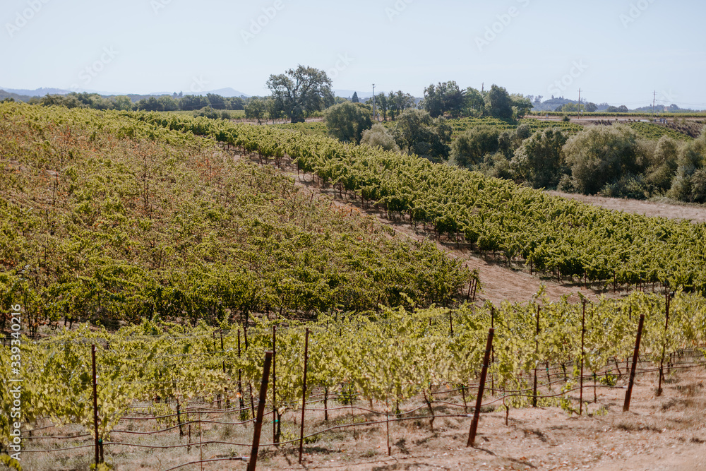 Wine country vineyard landscape during crush