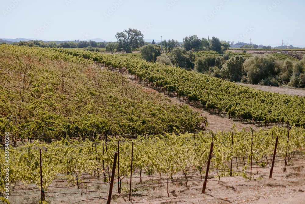 Wine country vineyard landscape during crush Wine country vineyard landscape during crush
