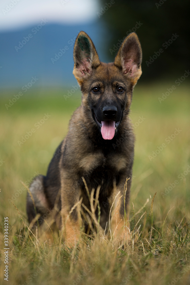 Adorable and curious German shepherd puppy looking for something in high green grass Adorable and curious German shepherd puppy looking for something in high green grass