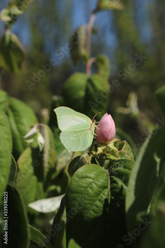 Fotografia, Obraz paysage de printemps papillon sur fleur de cognassier