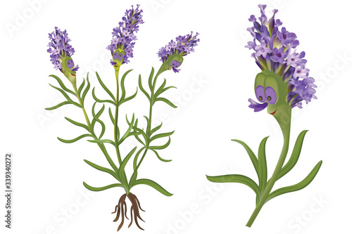 Cute happy cartoon lavender plant. Funny flower herb drawing. Mascot cartoon style.