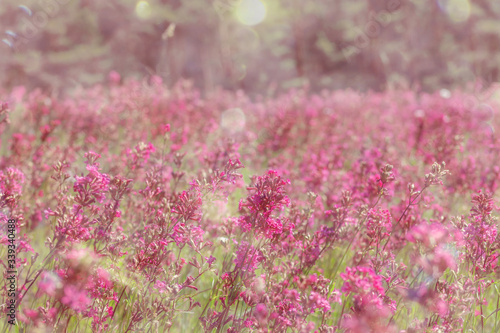 Grass flower in pastel soft color in blurred for background