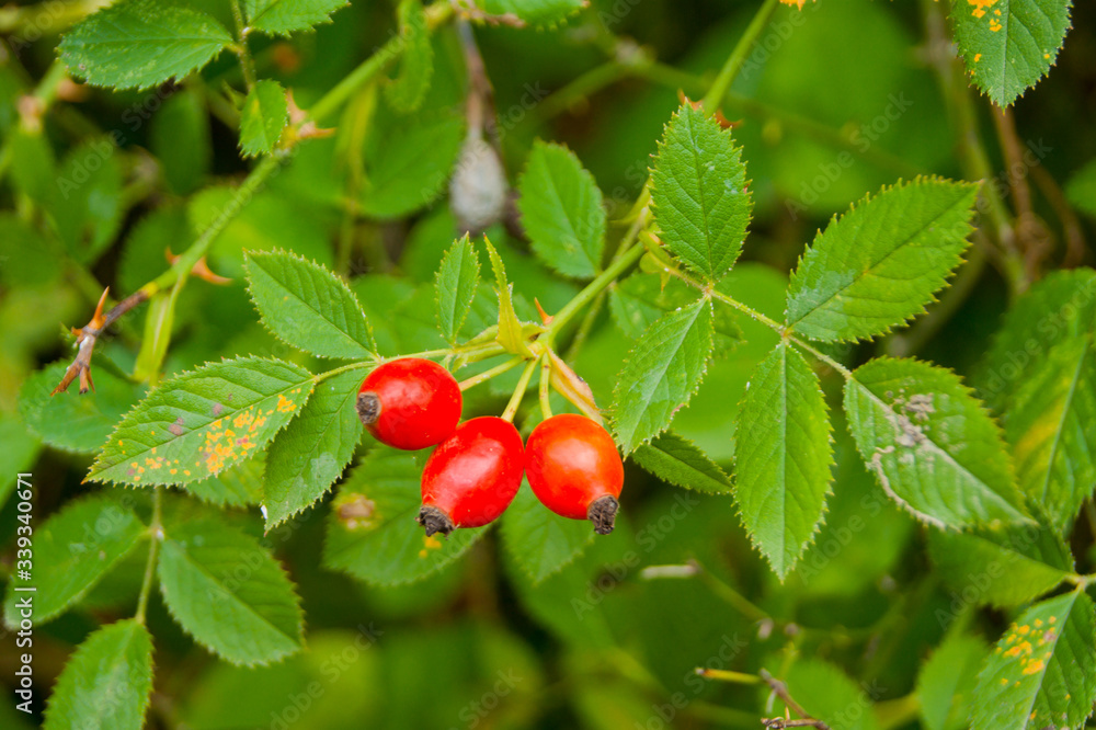 Three berries of red rosehip fruits against the background of green foliage Three berries of red rosehip fruits against the background of green foliage