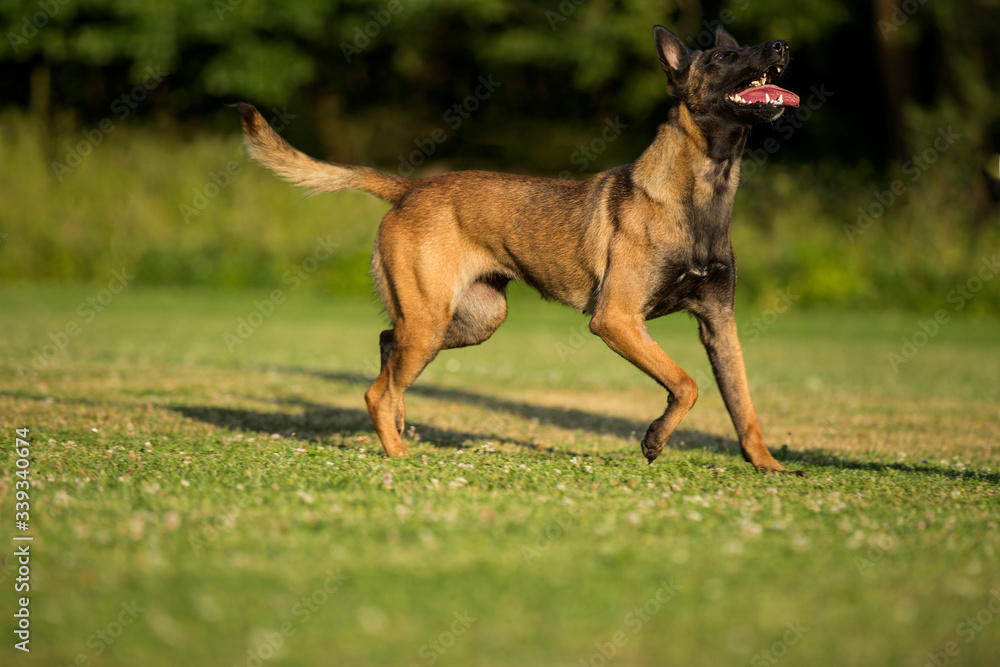 beautiful Belgian malinois dog walking, sitting and lying on grass and jumping over the obstacle, dog with open mouth, Belgian shepherd beautiful Belgian malinois dog walking, sitting and lying on grass and jumping over the obstacle, dog with open mouth, Belgian shepherd