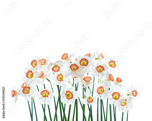Fototapeta Naklejka Na Ścianę i Meble -  Close up of Fresh White and Pink Daffodils