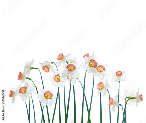 Close up of Fresh White and Pink Daffodils