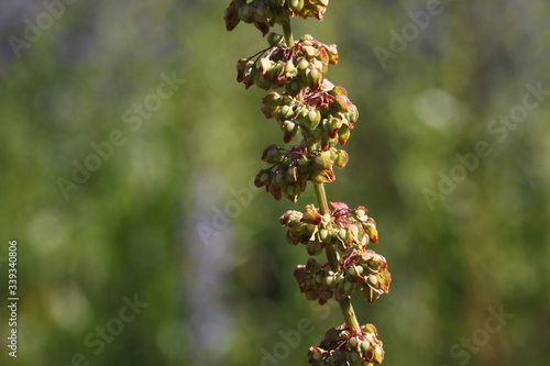 Close-up of a Dock plant stem ( Rumex ) with tubercles and achene leaves on green background