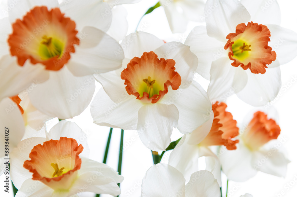Obraz premium Close up of Fresh White and Pink Daffodils