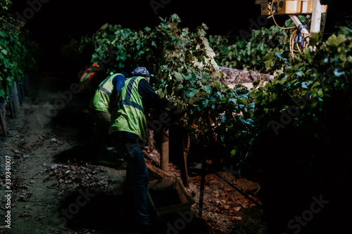 Vineyard harvest workers at nighttime pick © Gretchen