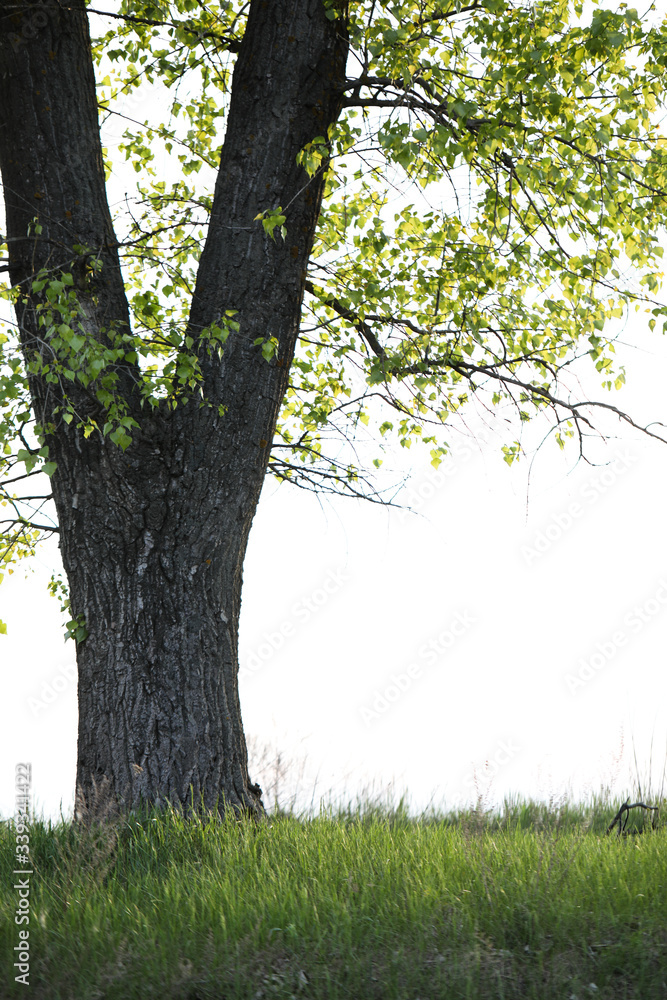Fototapeta premium Spring meadow with big tree with fresh green leaves