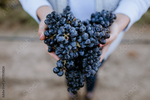 Female hands hold clusters of red grapes in the vineyard. photo