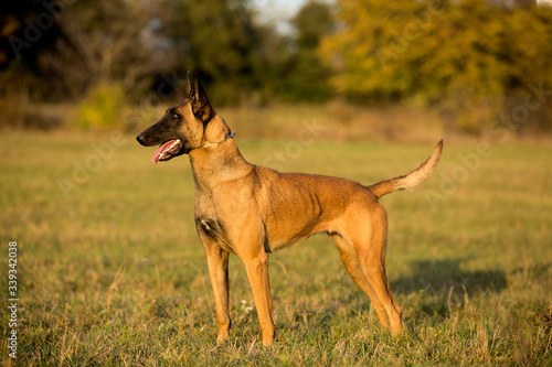 brown dog Belgian Malinois with tongue out standing in high grass by sunset