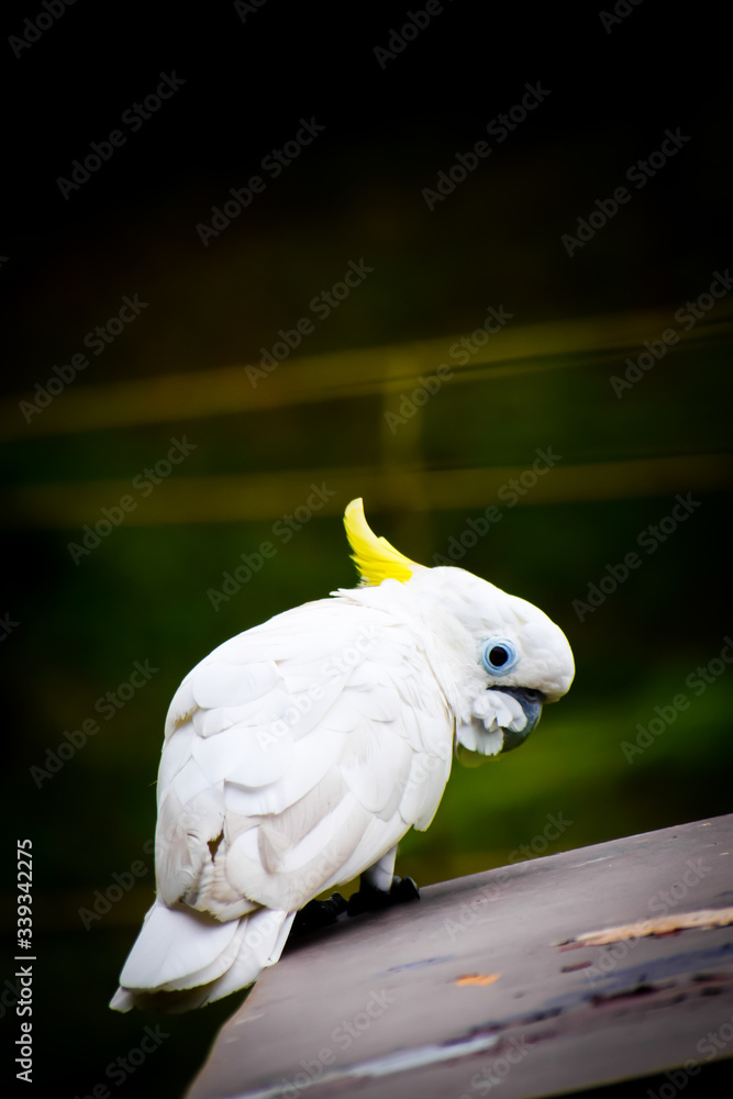 portrait of a white parrot
