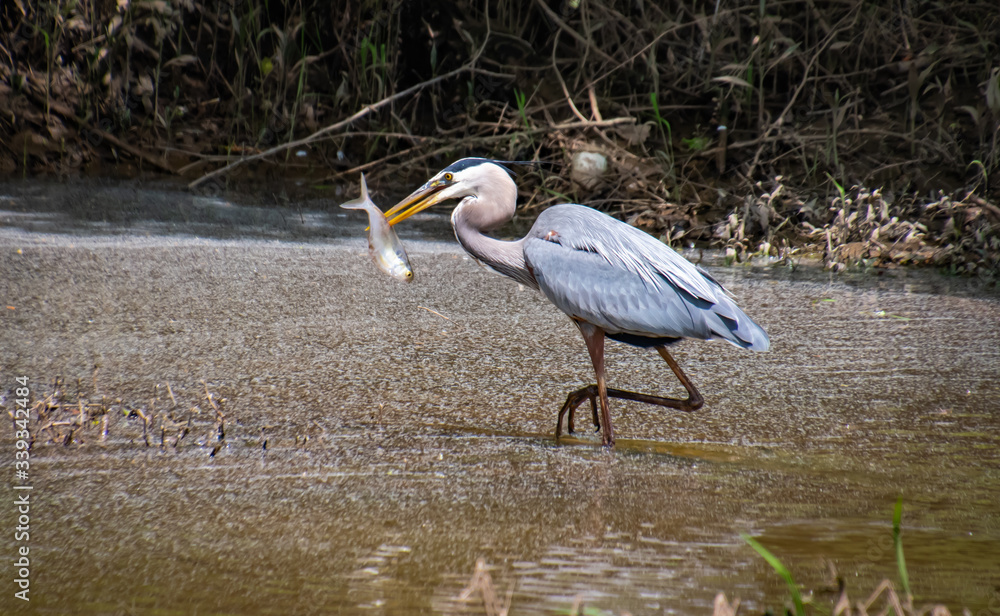 Obraz premium Great Blue Heron fishing in marsh in wildlife area in Roswell Georgia.