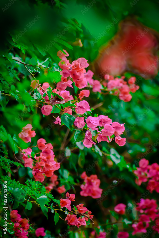 flowers in the garden flowers in the garden