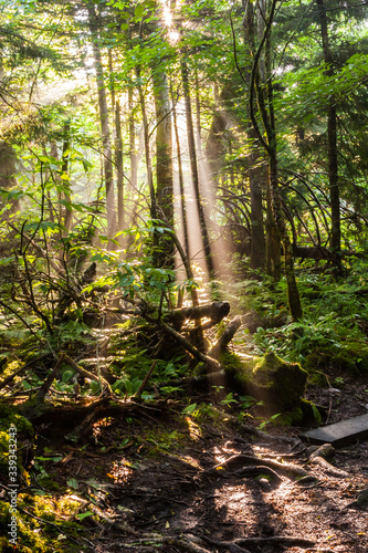 Sunbeams Through Hardwood Forest, Clingmans Dome, Great Smoky Mountains National Park, Tennesseee, USA