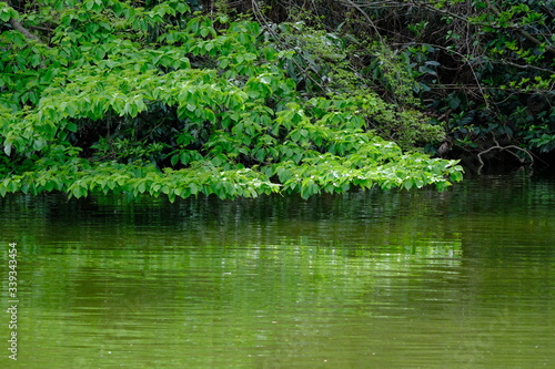 Fototapeta Naklejka Na Ścianę i Meble -  green leaves over pond