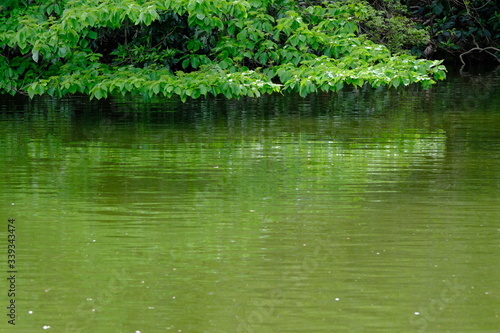 green leaves over pond