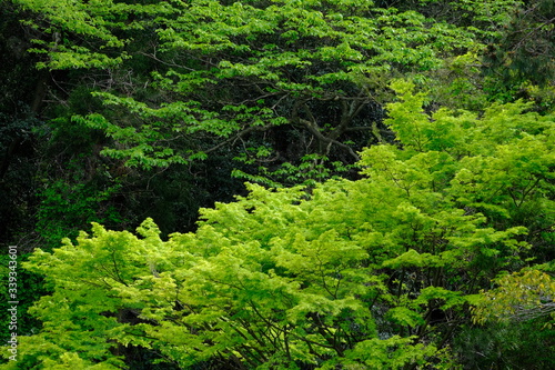 green forest background