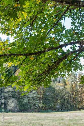 large green branches over a park in summer