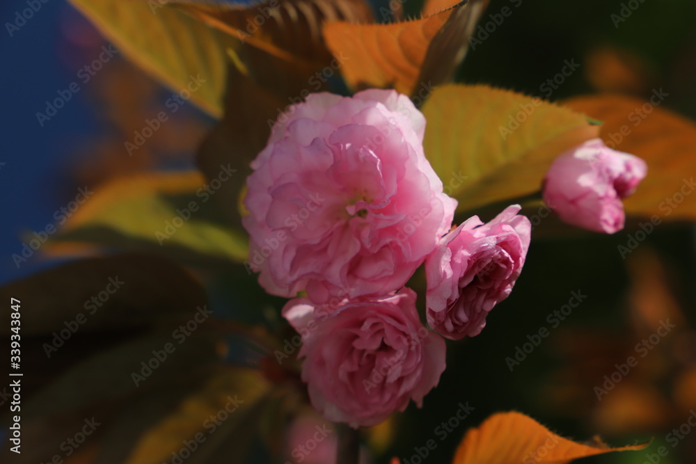 Fototapeta premium paysage de printemps cerisier du japon en fleurs