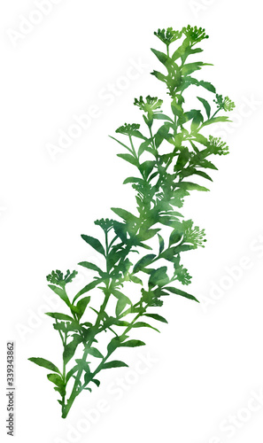 Beautiful plant. Hand painted decorative image isolated on a white background. Watercolour botanical illustration for creative design of posters, cards, invitations, banners, etc.