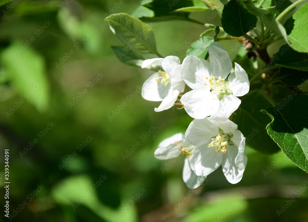 Apfelbaumblüten in der Morgensonne in Südtirol Apfelbaumblüten in der Morgensonne in Südtirol
