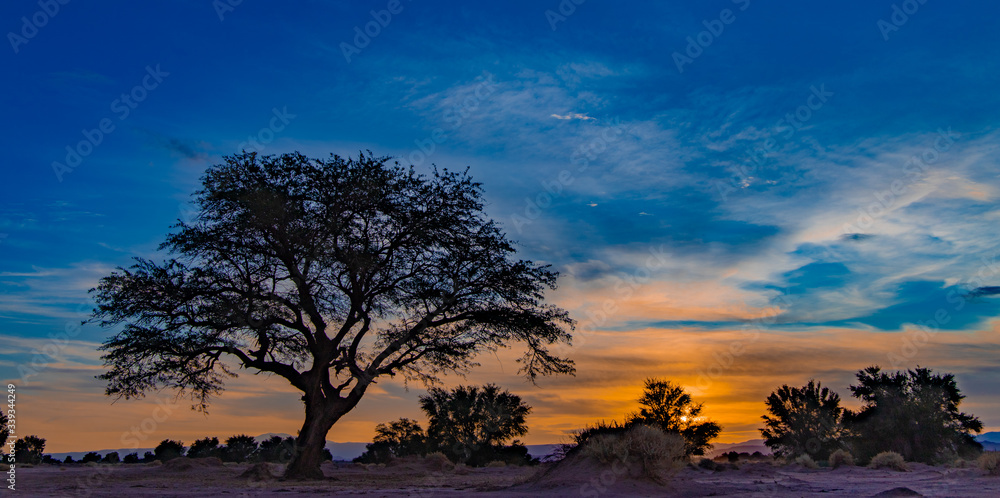 Desert tree sunset
