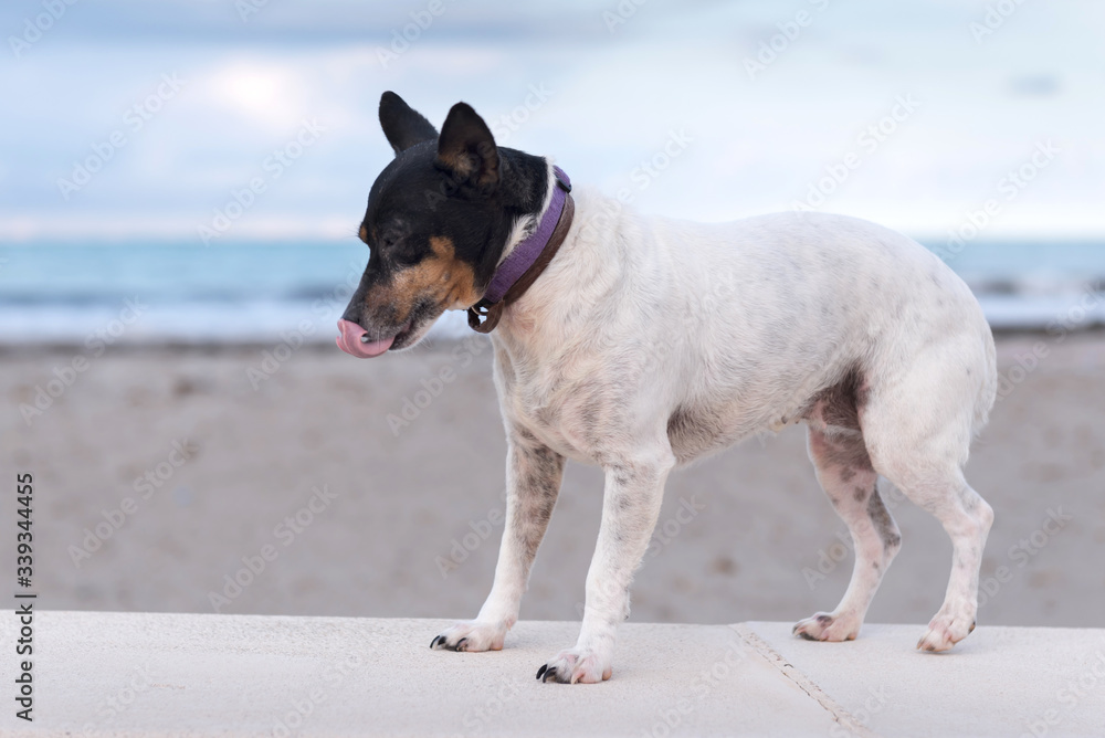 American toy terrier for a walk.
