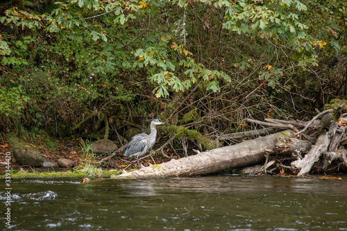 a blue heron sitting on a log in a river