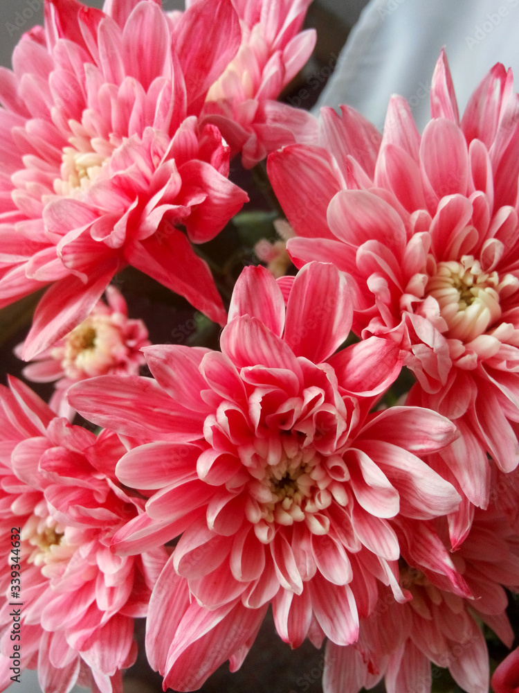pink chrysanthemum. white chrysanthemum that is colored in coral
