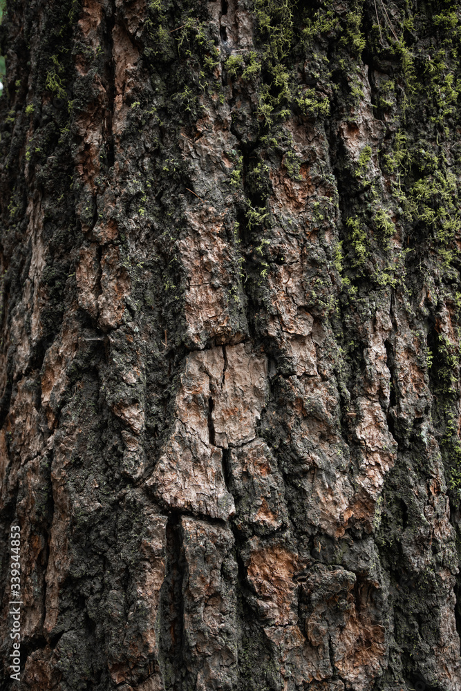 Big tree bark covered with a moss Big tree bark covered with a moss