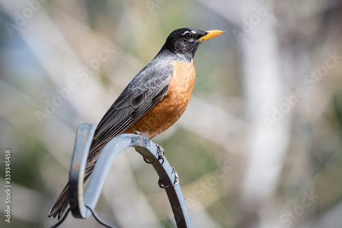 Common Birds of Colorado - Adult American Robin