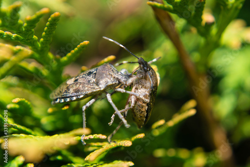 Graue Gartenwanze - Raphigaster Nebulosa photo