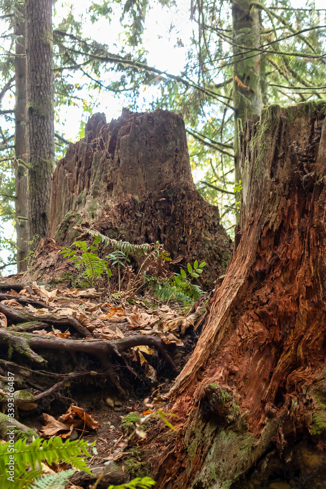 two decaying tree stumps in the middle of the forest