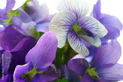Φωτογραφία Small posy bouquet of fresh purple violet pansies